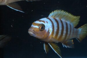 Metriaclima sp. 'zebra long pelvic' Mdoka